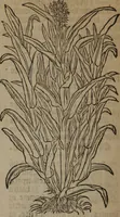 Picture 491 of 801 from A nievve herball, or Historie of plantes : wherein is contayned the whole discourse and perfect description of all sortes of herbes and plantes : their divers & sundry kindes ... and that not onely of those whiche are here growyng in this our countrie of Englande, but of all others also of forrayne realmes commonly used in physicke ; first set foorth in the Doutche or Almaigne tongue (1578), leaf 493