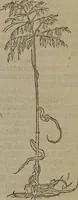 An illustration from A nievve herball, or Historie of plantes : wherein is contayned the whole discourse and perfect description of all sortes of herbes and plantes : their divers & sundry kindes ... and that not onely of those whiche are here growyng in this our countrie of Englande, but of all others also of forrayne realmes commonly used in physicke ; first set foorth in the Doutche or Almaigne tongue (1578)