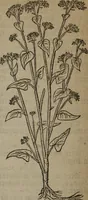 Picture 494 of 801 from A nievve herball, or Historie of plantes : wherein is contayned the whole discourse and perfect description of all sortes of herbes and plantes : their divers & sundry kindes ... and that not onely of those whiche are here growyng in this our countrie of Englande, but of all others also of forrayne realmes commonly used in physicke ; first set foorth in the Doutche or Almaigne tongue (1578), leaf 495