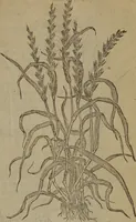 An illustration from A nievve herball, or Historie of plantes : wherein is contayned the whole discourse and perfect description of all sortes of herbes and plantes : their divers & sundry kindes ... and that not onely of those whiche are here growyng in this our countrie of Englande, but of all others also of forrayne realmes commonly used in physicke ; first set foorth in the Doutche or Almaigne tongue (1578)