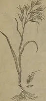 Picture 497 of 801 from A nievve herball, or Historie of plantes : wherein is contayned the whole discourse and perfect description of all sortes of herbes and plantes : their divers & sundry kindes ... and that not onely of those whiche are here growyng in this our countrie of Englande, but of all others also of forrayne realmes commonly used in physicke ; first set foorth in the Doutche or Almaigne tongue (1578), leaf 497