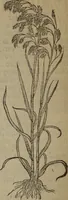 An illustration from A nievve herball, or Historie of plantes : wherein is contayned the whole discourse and perfect description of all sortes of herbes and plantes : their divers & sundry kindes ... and that not onely of those whiche are here growyng in this our countrie of Englande, but of all others also of forrayne realmes commonly used in physicke ; first set foorth in the Doutche or Almaigne tongue (1578)