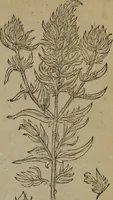 Picture 499 of 801 from A nievve herball, or Historie of plantes : wherein is contayned the whole discourse and perfect description of all sortes of herbes and plantes : their divers & sundry kindes ... and that not onely of those whiche are here growyng in this our countrie of Englande, but of all others also of forrayne realmes commonly used in physicke ; first set foorth in the Doutche or Almaigne tongue (1578), leaf 498