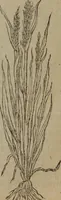 Picture 501 of 801 from A nievve herball, or Historie of plantes : wherein is contayned the whole discourse and perfect description of all sortes of herbes and plantes : their divers & sundry kindes ... and that not onely of those whiche are here growyng in this our countrie of Englande, but of all others also of forrayne realmes commonly used in physicke ; first set foorth in the Doutche or Almaigne tongue (1578), leaf 498
