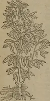 Picture 502 of 801 from A nievve herball, or Historie of plantes : wherein is contayned the whole discourse and perfect description of all sortes of herbes and plantes : their divers & sundry kindes ... and that not onely of those whiche are here growyng in this our countrie of Englande, but of all others also of forrayne realmes commonly used in physicke ; first set foorth in the Doutche or Almaigne tongue (1578), leaf 499