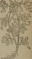 Picture 503 of 801 from A nievve herball, or Historie of plantes : wherein is contayned the whole discourse and perfect description of all sortes of herbes and plantes : their divers & sundry kindes ... and that not onely of those whiche are here growyng in this our countrie of Englande, but of all others also of forrayne realmes commonly used in physicke ; first set foorth in the Doutche or Almaigne tongue (1578), leaf 499