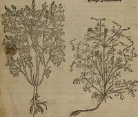 Picture 31 of 801 from A nievve herball, or Historie of plantes : wherein is contayned the whole discourse and perfect description of all sortes of herbes and plantes : their divers & sundry kindes ... and that not onely of those whiche are here growyng in this our countrie of Englande, but of all others also of forrayne realmes commonly used in physicke ; first set foorth in the Doutche or Almaigne tongue (1578), leaf 50