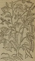 Picture 504 of 801 from A nievve herball, or Historie of plantes : wherein is contayned the whole discourse and perfect description of all sortes of herbes and plantes : their divers & sundry kindes ... and that not onely of those whiche are here growyng in this our countrie of Englande, but of all others also of forrayne realmes commonly used in physicke ; first set foorth in the Doutche or Almaigne tongue (1578), leaf 501