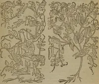 Picture 505 of 801 from A nievve herball, or Historie of plantes : wherein is contayned the whole discourse and perfect description of all sortes of herbes and plantes : their divers & sundry kindes ... and that not onely of those whiche are here growyng in this our countrie of Englande, but of all others also of forrayne realmes commonly used in physicke ; first set foorth in the Doutche or Almaigne tongue (1578), leaf 502