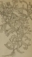 Picture 506 of 801 from A nievve herball, or Historie of plantes : wherein is contayned the whole discourse and perfect description of all sortes of herbes and plantes : their divers & sundry kindes ... and that not onely of those whiche are here growyng in this our countrie of Englande, but of all others also of forrayne realmes commonly used in physicke ; first set foorth in the Doutche or Almaigne tongue (1578), leaf 503