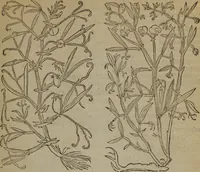 Picture 507 of 801 from A nievve herball, or Historie of plantes : wherein is contayned the whole discourse and perfect description of all sortes of herbes and plantes : their divers & sundry kindes ... and that not onely of those whiche are here growyng in this our countrie of Englande, but of all others also of forrayne realmes commonly used in physicke ; first set foorth in the Doutche or Almaigne tongue (1578), leaf 504