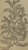 Picture 509 of 801 from A nievve herball, or Historie of plantes : wherein is contayned the whole discourse and perfect description of all sortes of herbes and plantes : their divers & sundry kindes ... and that not onely of those whiche are here growyng in this our countrie of Englande, but of all others also of forrayne realmes commonly used in physicke ; first set foorth in the Doutche or Almaigne tongue (1578), leaf 505