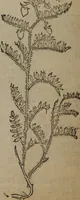 Picture 510 of 801 from A nievve herball, or Historie of plantes : wherein is contayned the whole discourse and perfect description of all sortes of herbes and plantes : their divers & sundry kindes ... and that not onely of those whiche are here growyng in this our countrie of Englande, but of all others also of forrayne realmes commonly used in physicke ; first set foorth in the Doutche or Almaigne tongue (1578), leaf 505