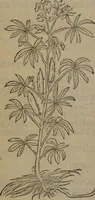 Picture 511 of 801 from A nievve herball, or Historie of plantes : wherein is contayned the whole discourse and perfect description of all sortes of herbes and plantes : their divers & sundry kindes ... and that not onely of those whiche are here growyng in this our countrie of Englande, but of all others also of forrayne realmes commonly used in physicke ; first set foorth in the Doutche or Almaigne tongue (1578), leaf 507