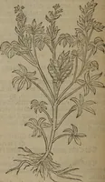 Picture 512 of 801 from A nievve herball, or Historie of plantes : wherein is contayned the whole discourse and perfect description of all sortes of herbes and plantes : their divers & sundry kindes ... and that not onely of those whiche are here growyng in this our countrie of Englande, but of all others also of forrayne realmes commonly used in physicke ; first set foorth in the Doutche or Almaigne tongue (1578), leaf 507