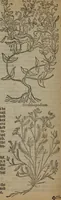 Picture 516 of 801 from A nievve herball, or Historie of plantes : wherein is contayned the whole discourse and perfect description of all sortes of herbes and plantes : their divers & sundry kindes ... and that not onely of those whiche are here growyng in this our countrie of Englande, but of all others also of forrayne realmes commonly used in physicke ; first set foorth in the Doutche or Almaigne tongue (1578), leaf 513