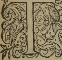 Picture 517 of 801 from A nievve herball, or Historie of plantes : wherein is contayned the whole discourse and perfect description of all sortes of herbes and plantes : their divers & sundry kindes ... and that not onely of those whiche are here growyng in this our countrie of Englande, but of all others also of forrayne realmes commonly used in physicke ; first set foorth in the Doutche or Almaigne tongue (1578), leaf 514