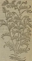 Picture 518 of 801 from A nievve herball, or Historie of plantes : wherein is contayned the whole discourse and perfect description of all sortes of herbes and plantes : their divers & sundry kindes ... and that not onely of those whiche are here growyng in this our countrie of Englande, but of all others also of forrayne realmes commonly used in physicke ; first set foorth in the Doutche or Almaigne tongue (1578), leaf 514
