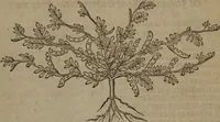 Picture 519 of 801 from A nievve herball, or Historie of plantes : wherein is contayned the whole discourse and perfect description of all sortes of herbes and plantes : their divers & sundry kindes ... and that not onely of those whiche are here growyng in this our countrie of Englande, but of all others also of forrayne realmes commonly used in physicke ; first set foorth in the Doutche or Almaigne tongue (1578), leaf 516