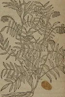 Picture 520 of 801 from A nievve herball, or Historie of plantes : wherein is contayned the whole discourse and perfect description of all sortes of herbes and plantes : their divers & sundry kindes ... and that not onely of those whiche are here growyng in this our countrie of Englande, but of all others also of forrayne realmes commonly used in physicke ; first set foorth in the Doutche or Almaigne tongue (1578), leaf 517
