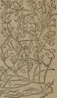 Picture 521 of 801 from A nievve herball, or Historie of plantes : wherein is contayned the whole discourse and perfect description of all sortes of herbes and plantes : their divers & sundry kindes ... and that not onely of those whiche are here growyng in this our countrie of Englande, but of all others also of forrayne realmes commonly used in physicke ; first set foorth in the Doutche or Almaigne tongue (1578), leaf 518