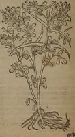 Picture 523 of 801 from A nievve herball, or Historie of plantes : wherein is contayned the whole discourse and perfect description of all sortes of herbes and plantes : their divers & sundry kindes ... and that not onely of those whiche are here growyng in this our countrie of Englande, but of all others also of forrayne realmes commonly used in physicke ; first set foorth in the Doutche or Almaigne tongue (1578), leaf 519