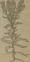 Picture 524 of 801 from A nievve herball, or Historie of plantes : wherein is contayned the whole discourse and perfect description of all sortes of herbes and plantes : their divers & sundry kindes ... and that not onely of those whiche are here growyng in this our countrie of Englande, but of all others also of forrayne realmes commonly used in physicke ; first set foorth in the Doutche or Almaigne tongue (1578), leaf 520