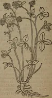 Picture 525 of 801 from A nievve herball, or Historie of plantes : wherein is contayned the whole discourse and perfect description of all sortes of herbes and plantes : their divers & sundry kindes ... and that not onely of those whiche are here growyng in this our countrie of Englande, but of all others also of forrayne realmes commonly used in physicke ; first set foorth in the Doutche or Almaigne tongue (1578), leaf 521