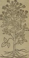 Picture 526 of 801 from A nievve herball, or Historie of plantes : wherein is contayned the whole discourse and perfect description of all sortes of herbes and plantes : their divers & sundry kindes ... and that not onely of those whiche are here growyng in this our countrie of Englande, but of all others also of forrayne realmes commonly used in physicke ; first set foorth in the Doutche or Almaigne tongue (1578), leaf 522