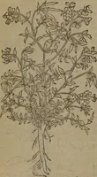 Picture 527 of 801 from A nievve herball, or Historie of plantes : wherein is contayned the whole discourse and perfect description of all sortes of herbes and plantes : their divers & sundry kindes ... and that not onely of those whiche are here growyng in this our countrie of Englande, but of all others also of forrayne realmes commonly used in physicke ; first set foorth in the Doutche or Almaigne tongue (1578), leaf 523