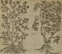 Picture 529 of 801 from A nievve herball, or Historie of plantes : wherein is contayned the whole discourse and perfect description of all sortes of herbes and plantes : their divers & sundry kindes ... and that not onely of those whiche are here growyng in this our countrie of Englande, but of all others also of forrayne realmes commonly used in physicke ; first set foorth in the Doutche or Almaigne tongue (1578), leaf 525