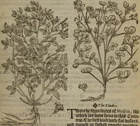 Picture 530 of 801 from A nievve herball, or Historie of plantes : wherein is contayned the whole discourse and perfect description of all sortes of herbes and plantes : their divers & sundry kindes ... and that not onely of those whiche are here growyng in this our countrie of Englande, but of all others also of forrayne realmes commonly used in physicke ; first set foorth in the Doutche or Almaigne tongue (1578), leaf 526