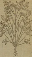 Picture 531 of 801 from A nievve herball, or Historie of plantes : wherein is contayned the whole discourse and perfect description of all sortes of herbes and plantes : their divers & sundry kindes ... and that not onely of those whiche are here growyng in this our countrie of Englande, but of all others also of forrayne realmes commonly used in physicke ; first set foorth in the Doutche or Almaigne tongue (1578), leaf 528