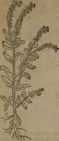 Picture 33 of 801 from A nievve herball, or Historie of plantes : wherein is contayned the whole discourse and perfect description of all sortes of herbes and plantes : their divers & sundry kindes ... and that not onely of those whiche are here growyng in this our countrie of Englande, but of all others also of forrayne realmes commonly used in physicke ; first set foorth in the Doutche or Almaigne tongue (1578), leaf 53