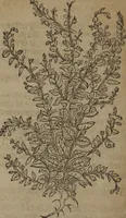 Picture 34 of 801 from A nievve herball, or Historie of plantes : wherein is contayned the whole discourse and perfect description of all sortes of herbes and plantes : their divers & sundry kindes ... and that not onely of those whiche are here growyng in this our countrie of Englande, but of all others also of forrayne realmes commonly used in physicke ; first set foorth in the Doutche or Almaigne tongue (1578), leaf 53