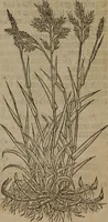 An illustration from A nievve herball, or Historie of plantes : wherein is contayned the whole discourse and perfect description of all sortes of herbes and plantes : their divers & sundry kindes ... and that not onely of those whiche are here growyng in this our countrie of Englande, but of all others also of forrayne realmes commonly used in physicke ; first set foorth in the Doutche or Almaigne tongue (1578)