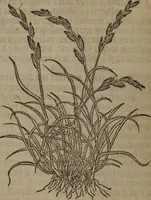 Picture 535 of 801 from A nievve herball, or Historie of plantes : wherein is contayned the whole discourse and perfect description of all sortes of herbes and plantes : their divers & sundry kindes ... and that not onely of those whiche are here growyng in this our countrie of Englande, but of all others also of forrayne realmes commonly used in physicke ; first set foorth in the Doutche or Almaigne tongue (1578), leaf 531