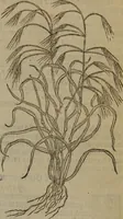 Picture 536 of 801 from A nievve herball, or Historie of plantes : wherein is contayned the whole discourse and perfect description of all sortes of herbes and plantes : their divers & sundry kindes ... and that not onely of those whiche are here growyng in this our countrie of Englande, but of all others also of forrayne realmes commonly used in physicke ; first set foorth in the Doutche or Almaigne tongue (1578), leaf 532
