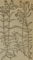 Picture 537 of 801 from A nievve herball, or Historie of plantes : wherein is contayned the whole discourse and perfect description of all sortes of herbes and plantes : their divers & sundry kindes ... and that not onely of those whiche are here growyng in this our countrie of Englande, but of all others also of forrayne realmes commonly used in physicke ; first set foorth in the Doutche or Almaigne tongue (1578), leaf 533