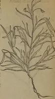 Picture 541 of 801 from A nievve herball, or Historie of plantes : wherein is contayned the whole discourse and perfect description of all sortes of herbes and plantes : their divers & sundry kindes ... and that not onely of those whiche are here growyng in this our countrie of Englande, but of all others also of forrayne realmes commonly used in physicke ; first set foorth in the Doutche or Almaigne tongue (1578), leaf 535