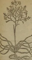 Picture 542 of 801 from A nievve herball, or Historie of plantes : wherein is contayned the whole discourse and perfect description of all sortes of herbes and plantes : their divers & sundry kindes ... and that not onely of those whiche are here growyng in this our countrie of Englande, but of all others also of forrayne realmes commonly used in physicke ; first set foorth in the Doutche or Almaigne tongue (1578), leaf 536