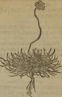 Picture 543 of 801 from A nievve herball, or Historie of plantes : wherein is contayned the whole discourse and perfect description of all sortes of herbes and plantes : their divers & sundry kindes ... and that not onely of those whiche are here growyng in this our countrie of Englande, but of all others also of forrayne realmes commonly used in physicke ; first set foorth in the Doutche or Almaigne tongue (1578), leaf 536