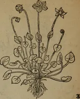 Picture 544 of 801 from A nievve herball, or Historie of plantes : wherein is contayned the whole discourse and perfect description of all sortes of herbes and plantes : their divers & sundry kindes ... and that not onely of those whiche are here growyng in this our countrie of Englande, but of all others also of forrayne realmes commonly used in physicke ; first set foorth in the Doutche or Almaigne tongue (1578), leaf 537
