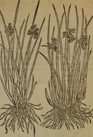 Picture 545 of 801 from A nievve herball, or Historie of plantes : wherein is contayned the whole discourse and perfect description of all sortes of herbes and plantes : their divers & sundry kindes ... and that not onely of those whiche are here growyng in this our countrie of Englande, but of all others also of forrayne realmes commonly used in physicke ; first set foorth in the Doutche or Almaigne tongue (1578), leaf 538