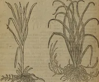 Picture 546 of 801 from A nievve herball, or Historie of plantes : wherein is contayned the whole discourse and perfect description of all sortes of herbes and plantes : their divers & sundry kindes ... and that not onely of those whiche are here growyng in this our countrie of Englande, but of all others also of forrayne realmes commonly used in physicke ; first set foorth in the Doutche or Almaigne tongue (1578), leaf 539