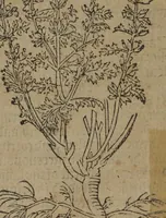 Picture 36 of 801 from A nievve herball, or Historie of plantes : wherein is contayned the whole discourse and perfect description of all sortes of herbes and plantes : their divers & sundry kindes ... and that not onely of those whiche are here growyng in this our countrie of Englande, but of all others also of forrayne realmes commonly used in physicke ; first set foorth in the Doutche or Almaigne tongue (1578), leaf 54