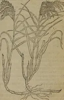 Picture 547 of 801 from A nievve herball, or Historie of plantes : wherein is contayned the whole discourse and perfect description of all sortes of herbes and plantes : their divers & sundry kindes ... and that not onely of those whiche are here growyng in this our countrie of Englande, but of all others also of forrayne realmes commonly used in physicke ; first set foorth in the Doutche or Almaigne tongue (1578), leaf 540