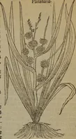Picture 549 of 801 from A nievve herball, or Historie of plantes : wherein is contayned the whole discourse and perfect description of all sortes of herbes and plantes : their divers & sundry kindes ... and that not onely of those whiche are here growyng in this our countrie of Englande, but of all others also of forrayne realmes commonly used in physicke ; first set foorth in the Doutche or Almaigne tongue (1578), leaf 542