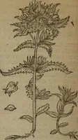 Picture 551 of 801 from A nievve herball, or Historie of plantes : wherein is contayned the whole discourse and perfect description of all sortes of herbes and plantes : their divers & sundry kindes ... and that not onely of those whiche are here growyng in this our countrie of Englande, but of all others also of forrayne realmes commonly used in physicke ; first set foorth in the Doutche or Almaigne tongue (1578), leaf 543