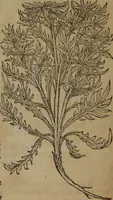 An illustration from A nievve herball, or Historie of plantes : wherein is contayned the whole discourse and perfect description of all sortes of herbes and plantes : their divers & sundry kindes ... and that not onely of those whiche are here growyng in this our countrie of Englande, but of all others also of forrayne realmes commonly used in physicke ; first set foorth in the Doutche or Almaigne tongue (1578)